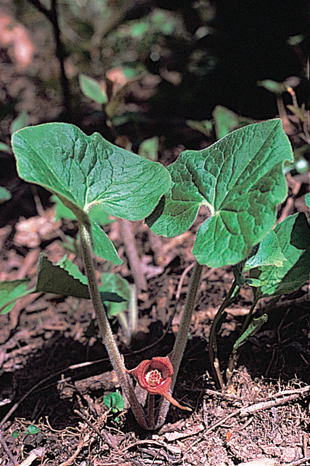 Wild ginger