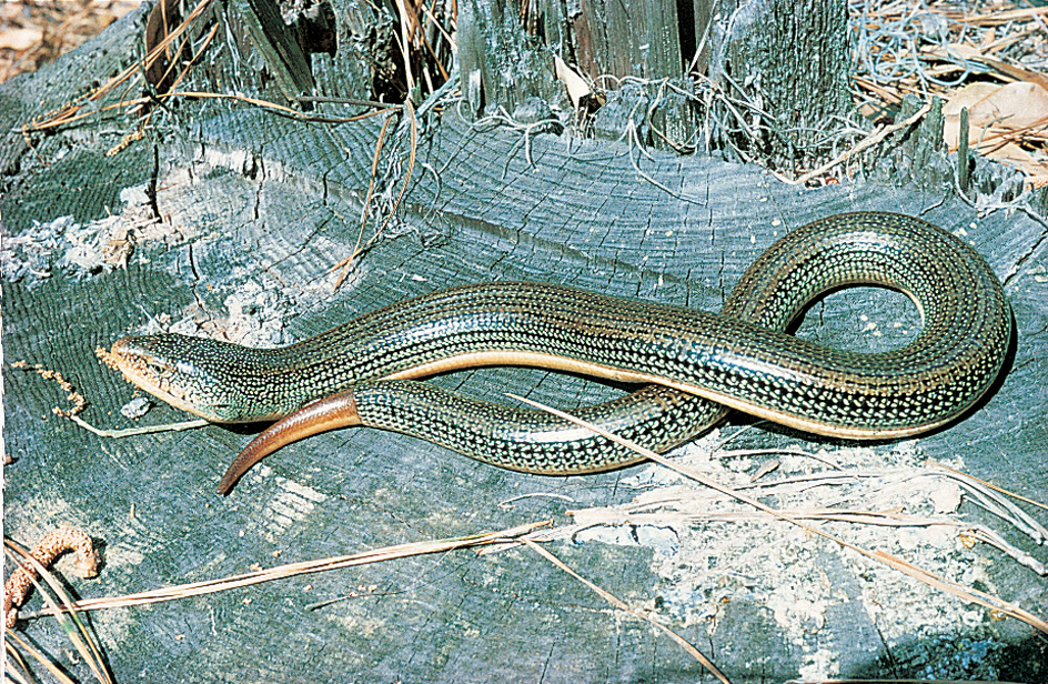 Glass lizard