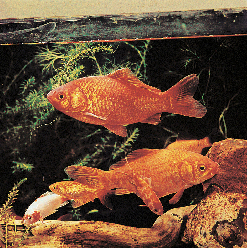 Common goldfish