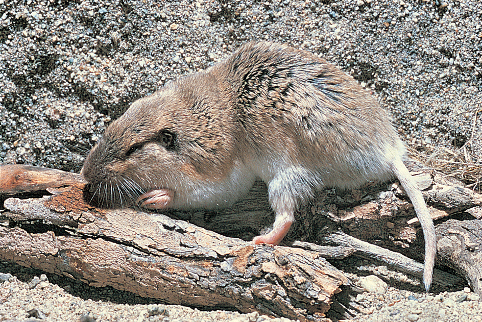 Pocket gopher