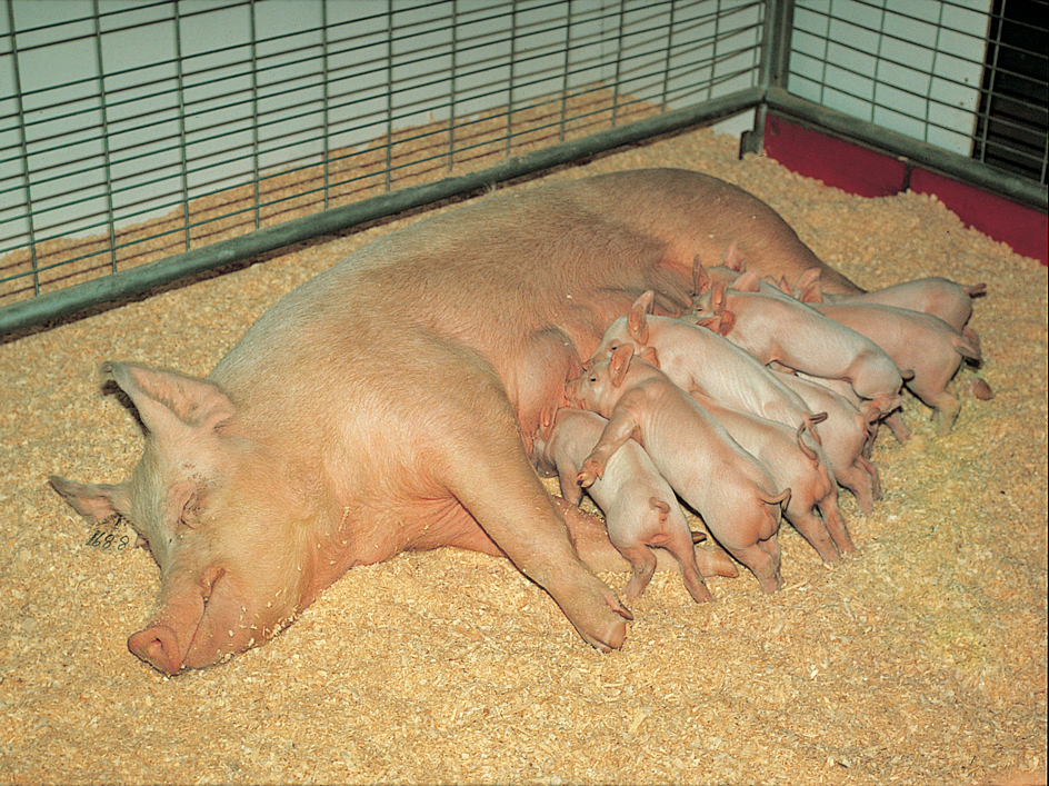 Yorkshire sow nursing her pigs