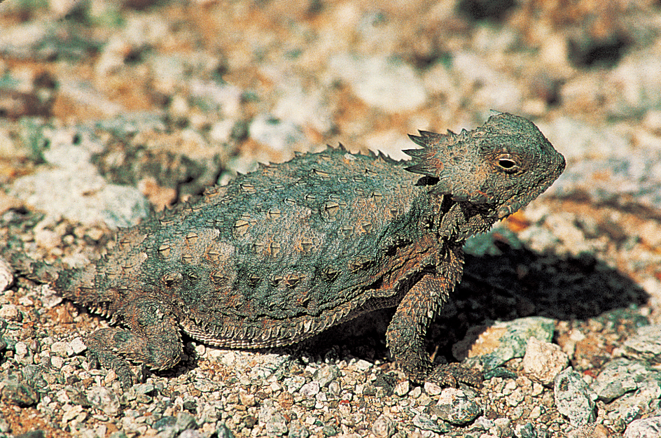 Horned lizard