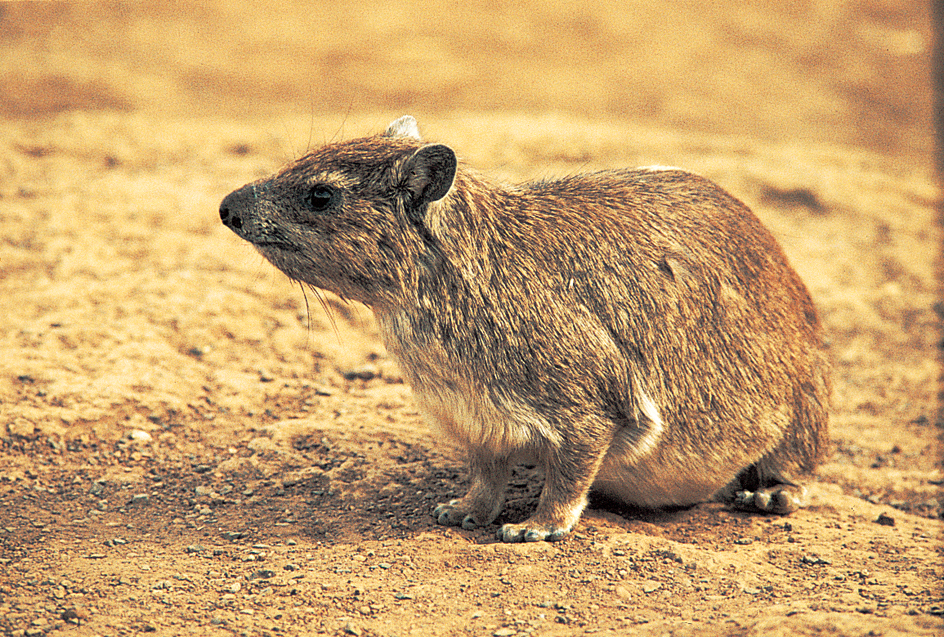 Hyrax