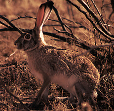 Black-tailed jack rabbit