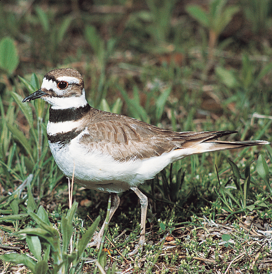 Killdeer