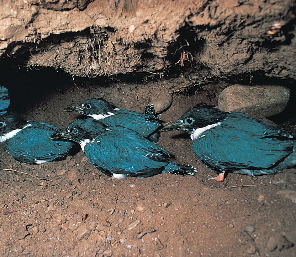 Belted kingfishers