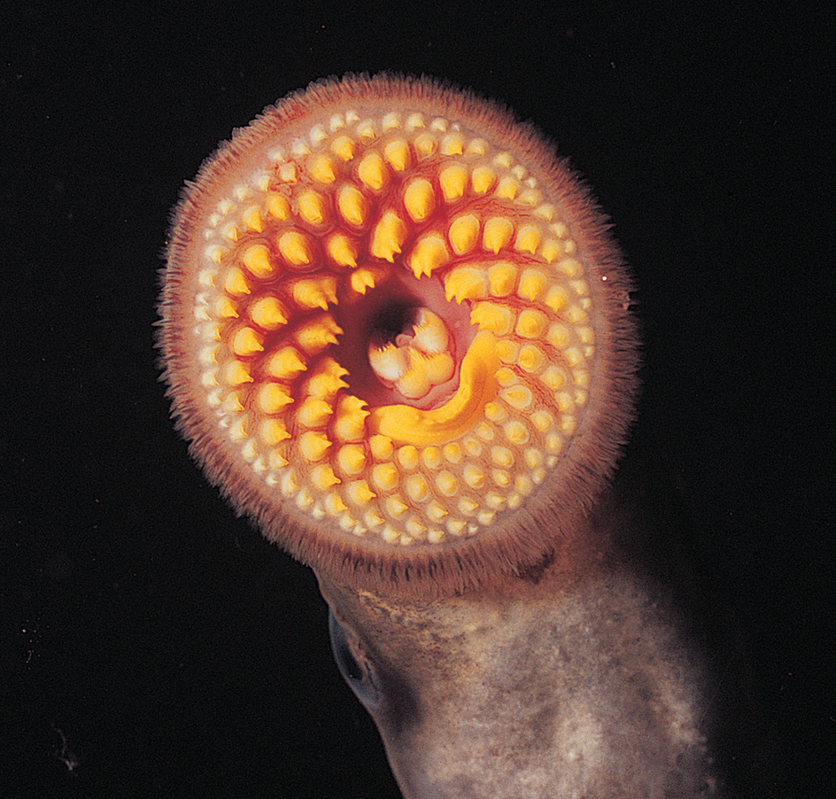 Lamprey's mouth