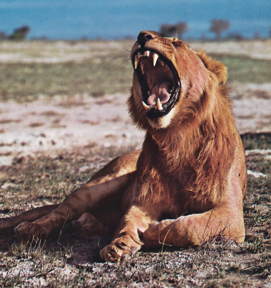 Lion's large sharp teeth and huge paws