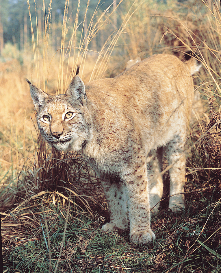 Eurasian lynx