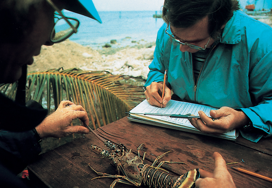 Marine biologists study a lobster