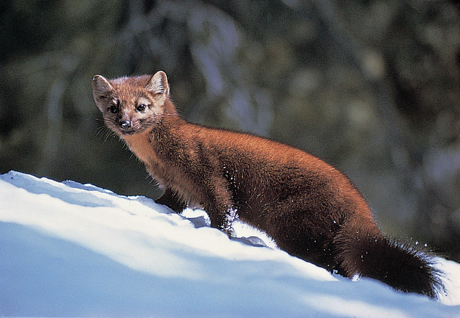 Marten