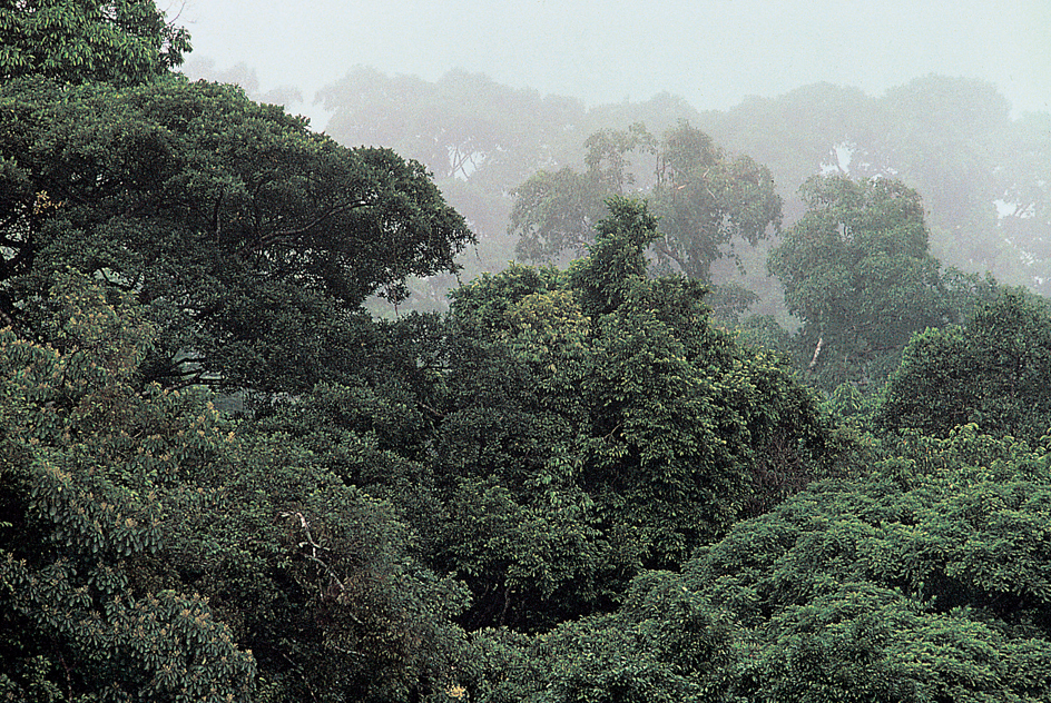 Tropical rain forests in Mexico