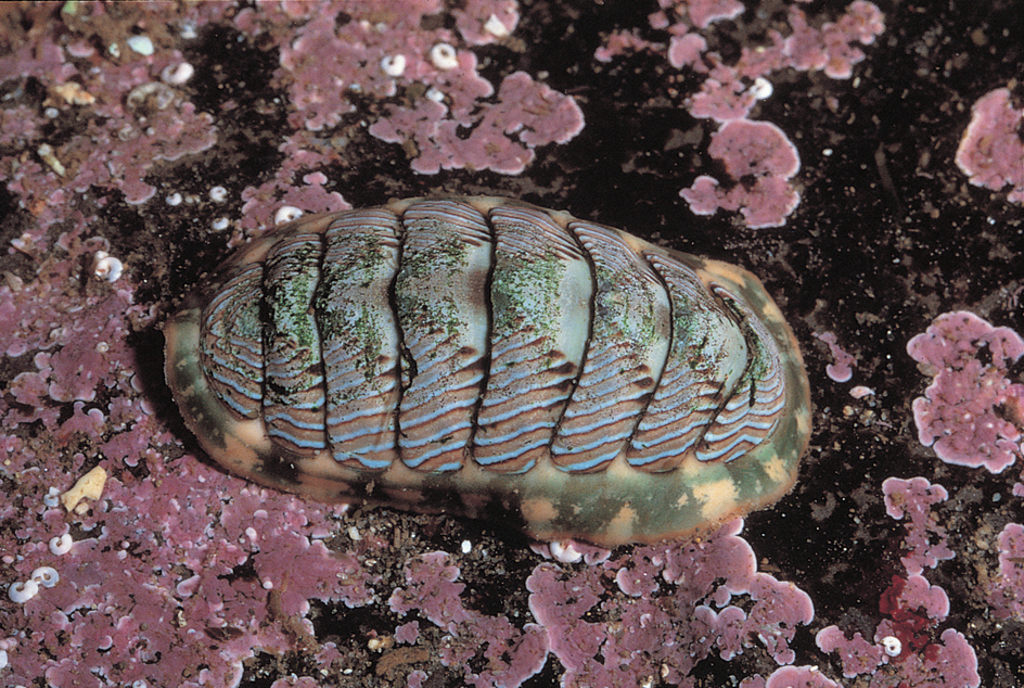 Lined chiton