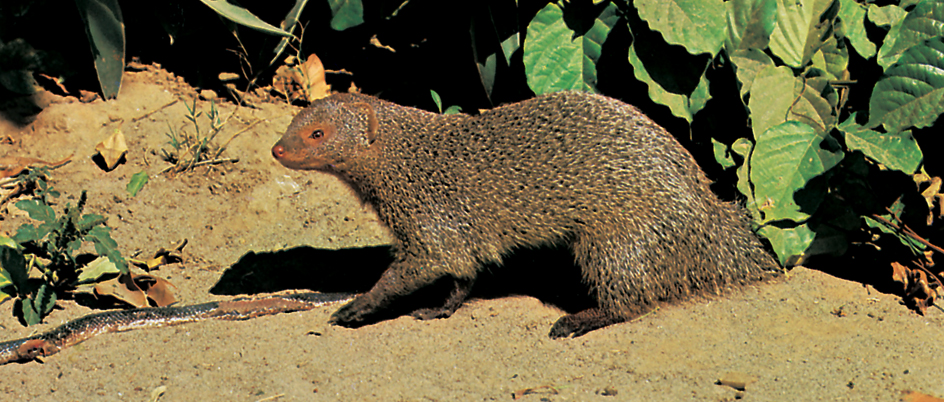 Mongoose