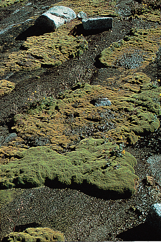 Granite moss