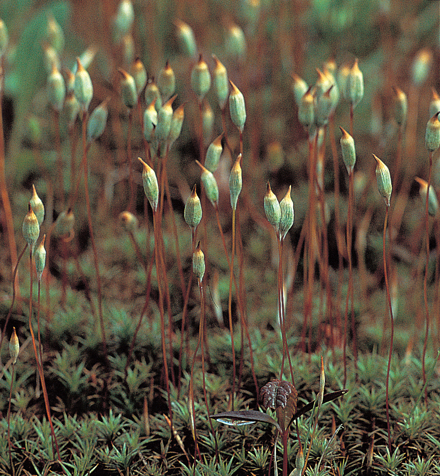 Sporophytes of haircap mosses