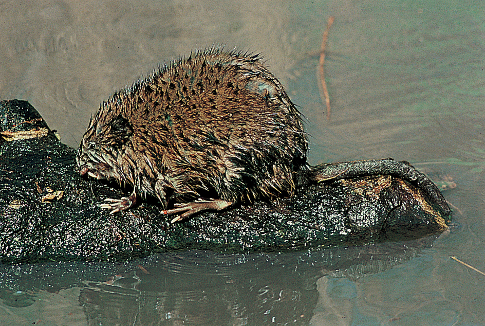 Muskrat