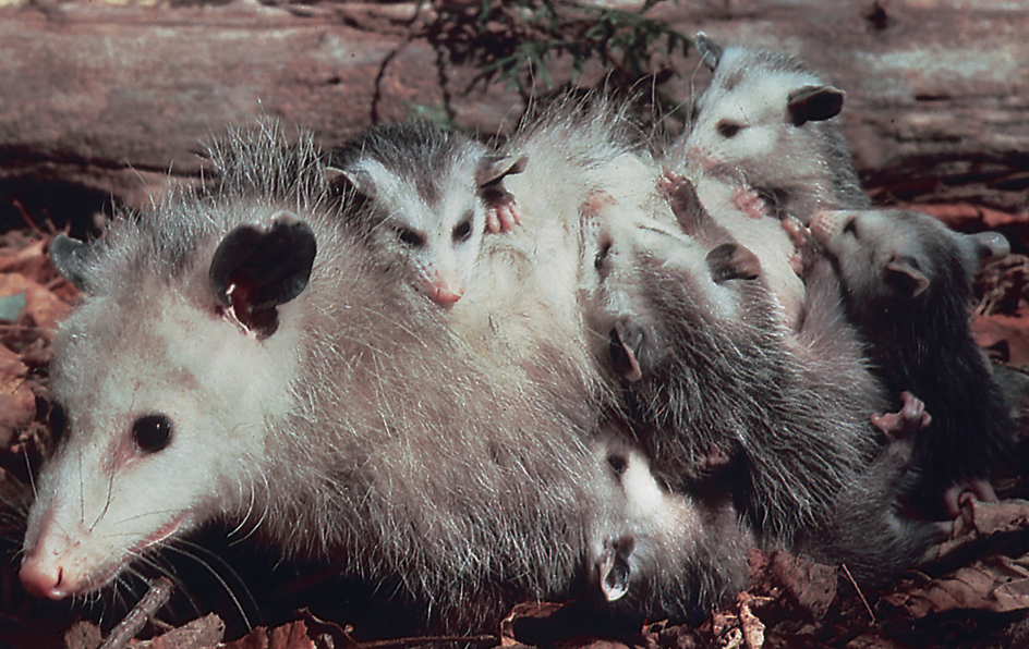 Mother opossum