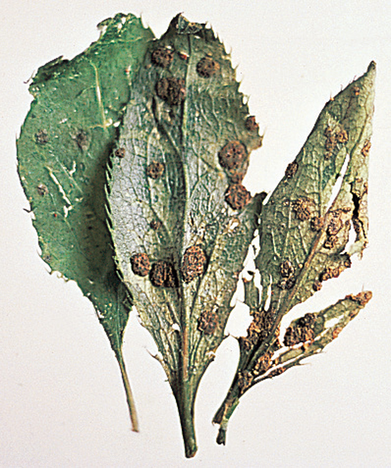 Black stem rust