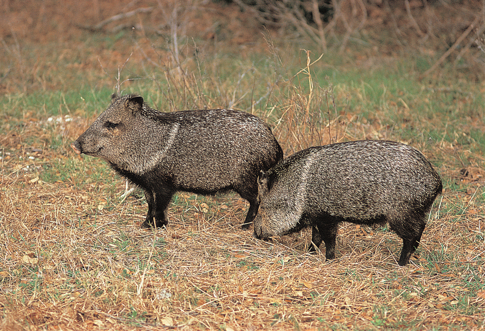 Collared peccary