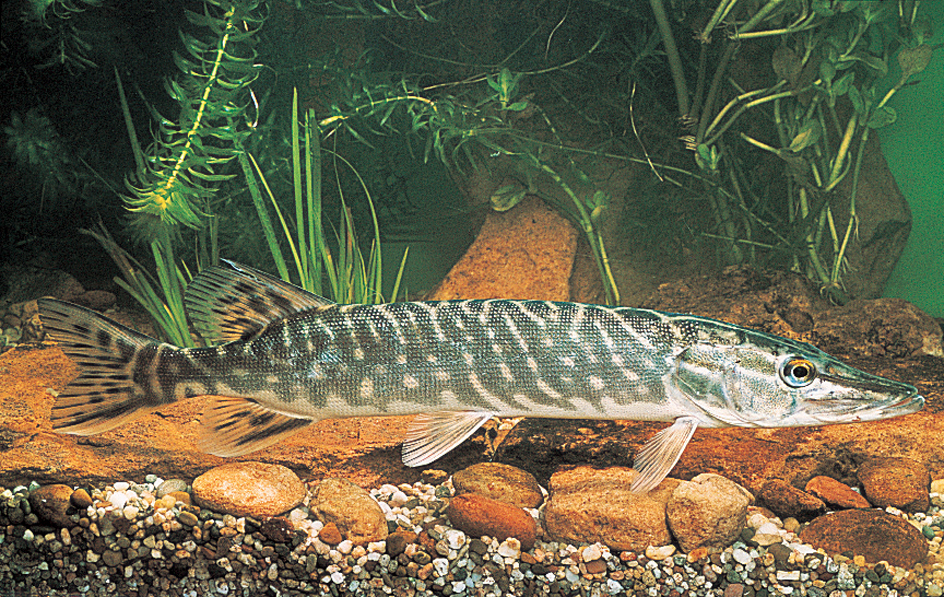 Northern pike