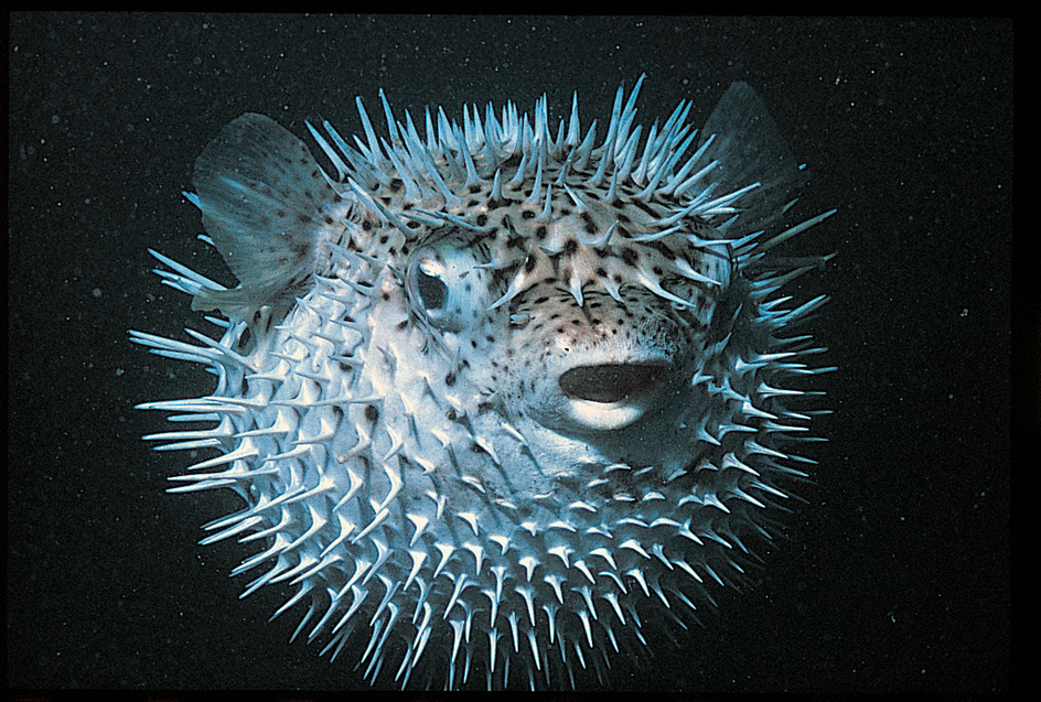 Porcupinefish