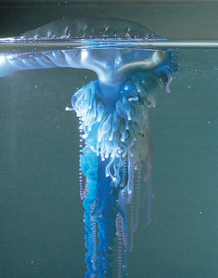 Portuguese man-of-war