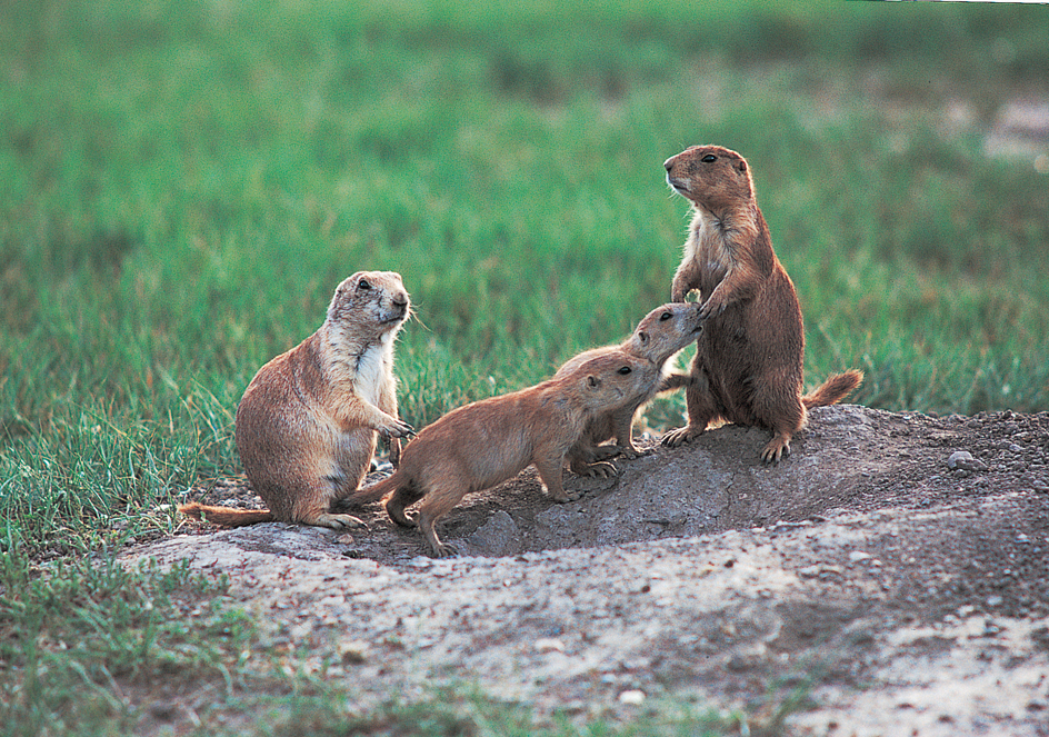 Prairie dogs