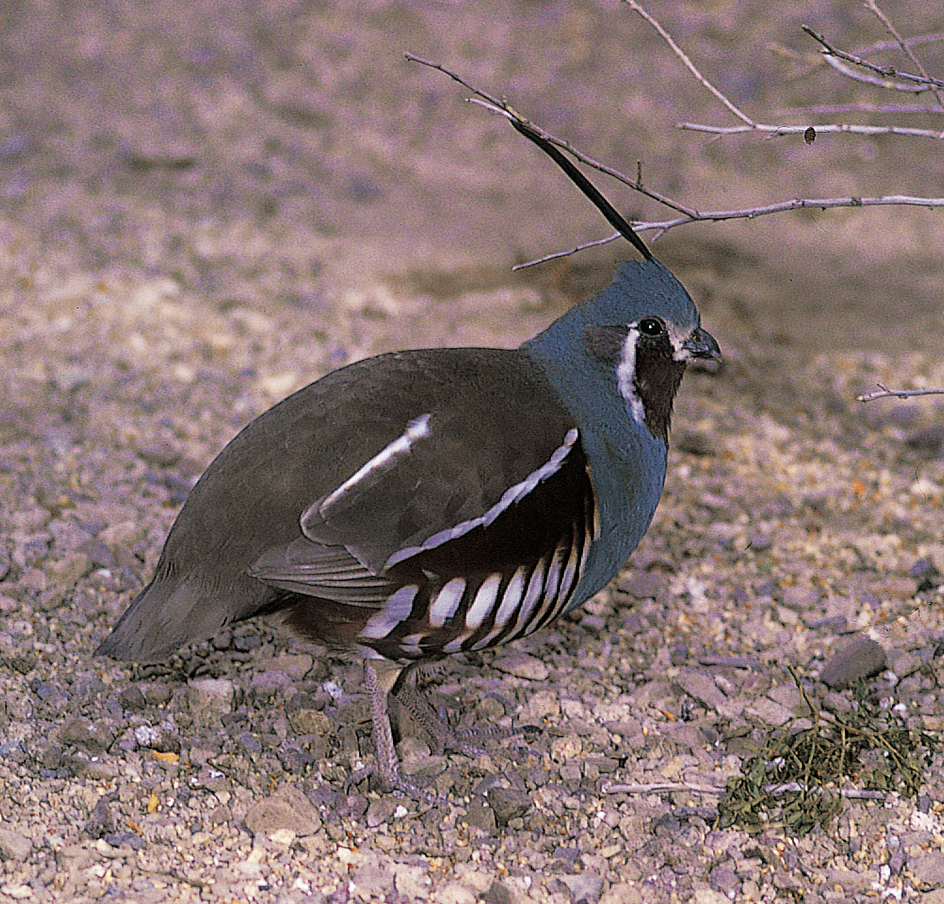 Mountain quail