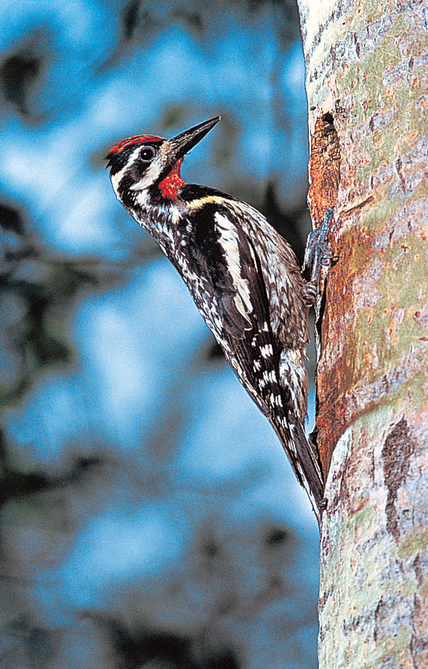 Sapsucker