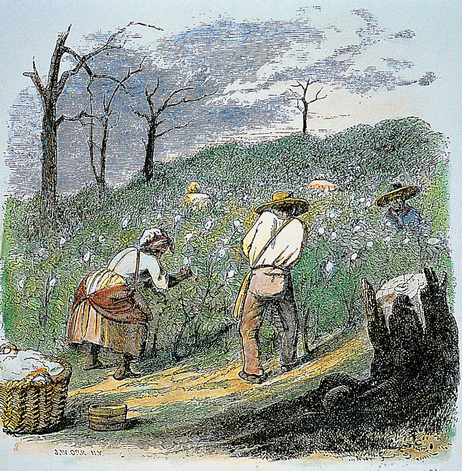 Enslaved people who picked cotton