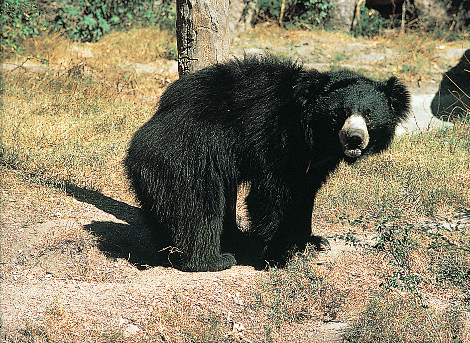 Sloth bear