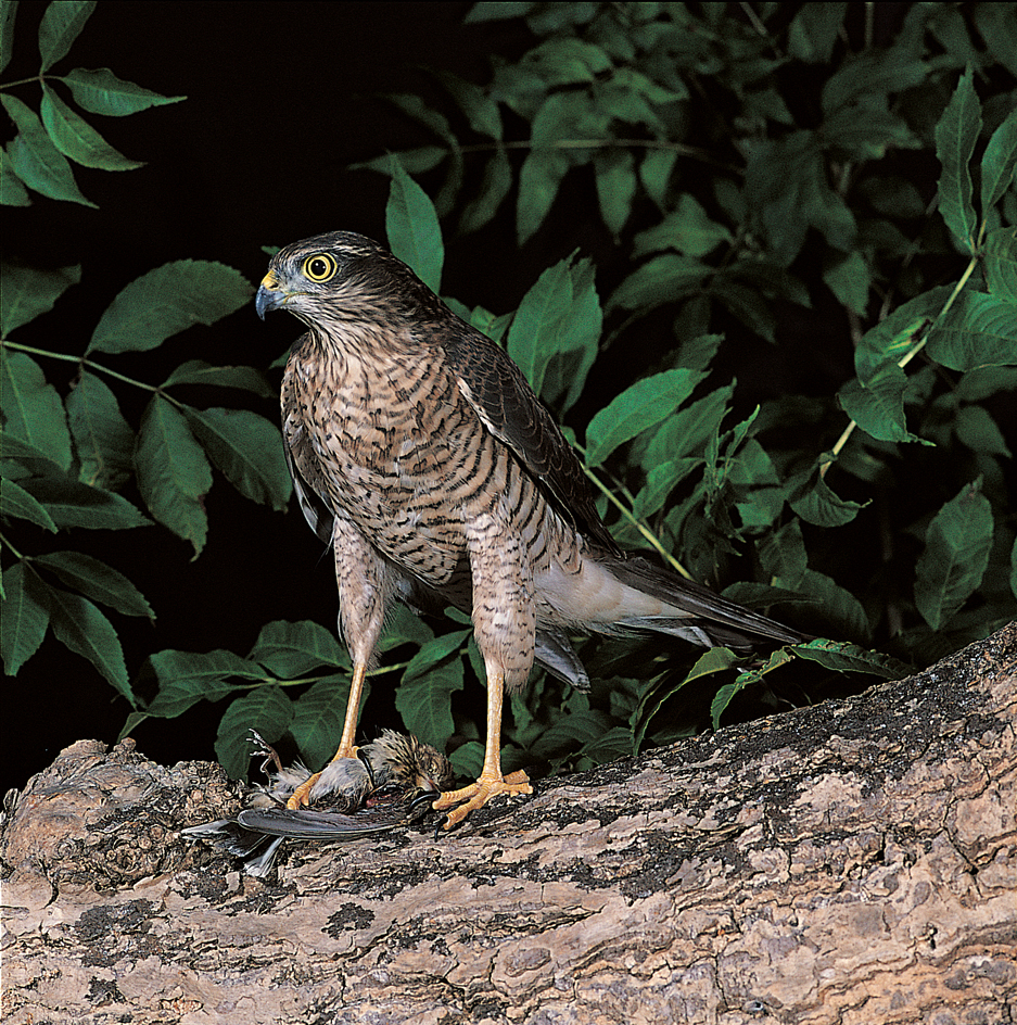 Sparrowhawk