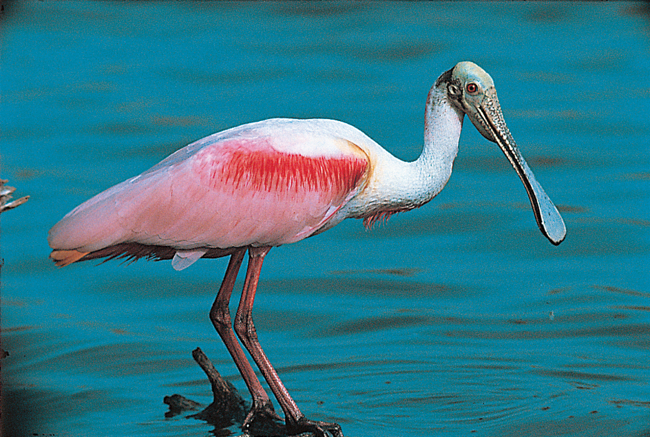 Roseate spoonbill