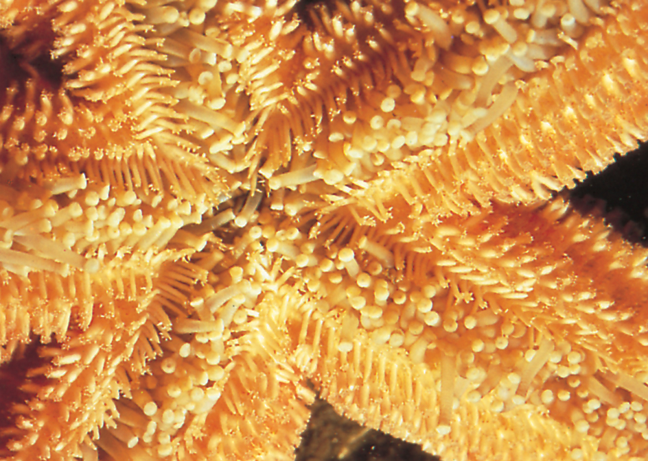 Underside of a starfish