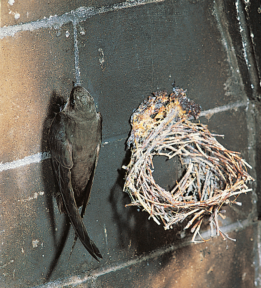 Swifts roost on vertical surfaces