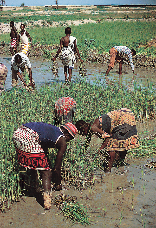 Farmers transplant rice