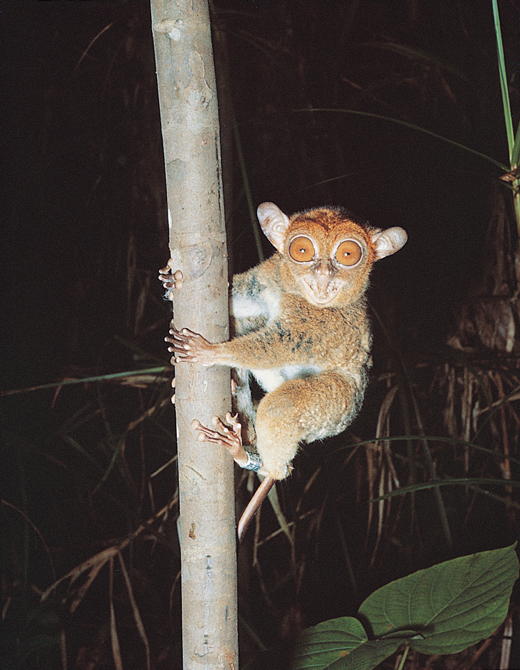 Tarsier