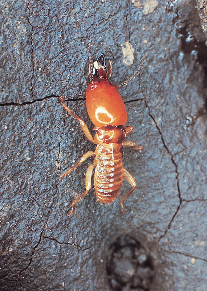 Soldier termite