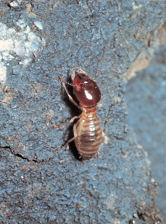 Worker termite