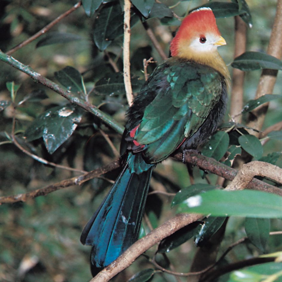 Turaco