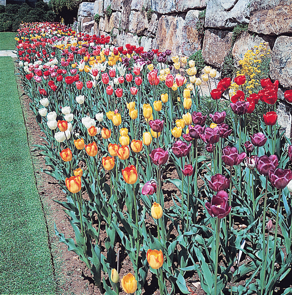 Tulips