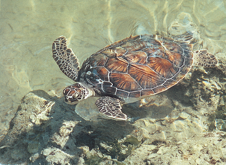 Shell of a green sea turtle