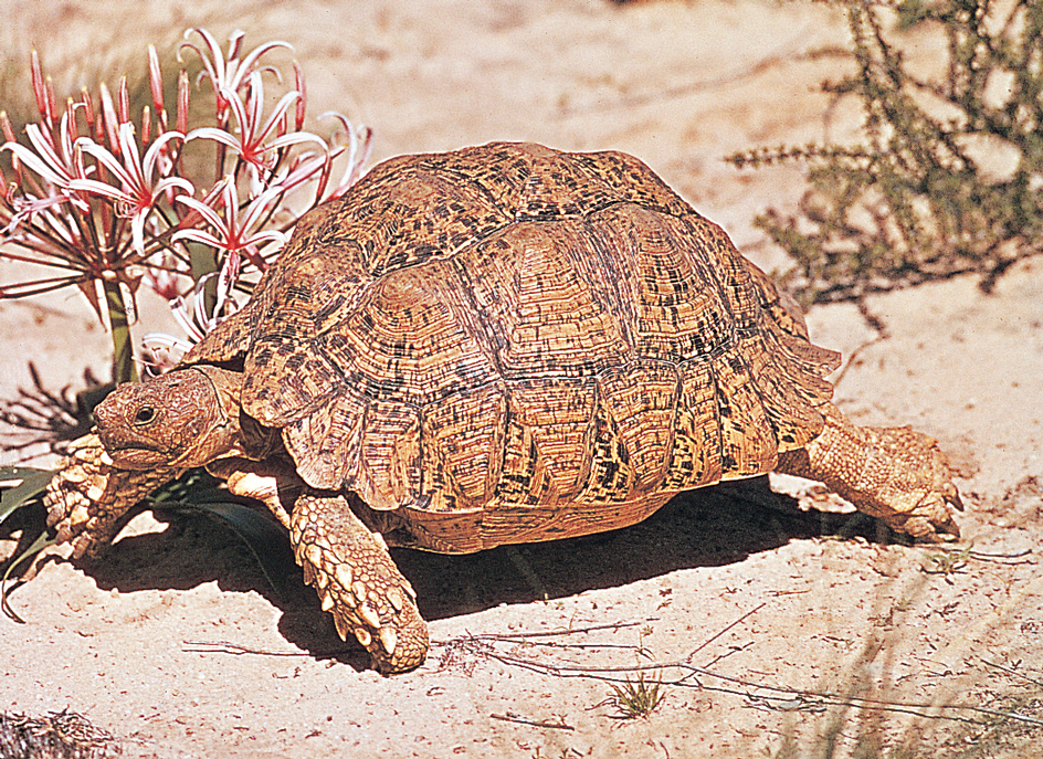 Leopard tortoise