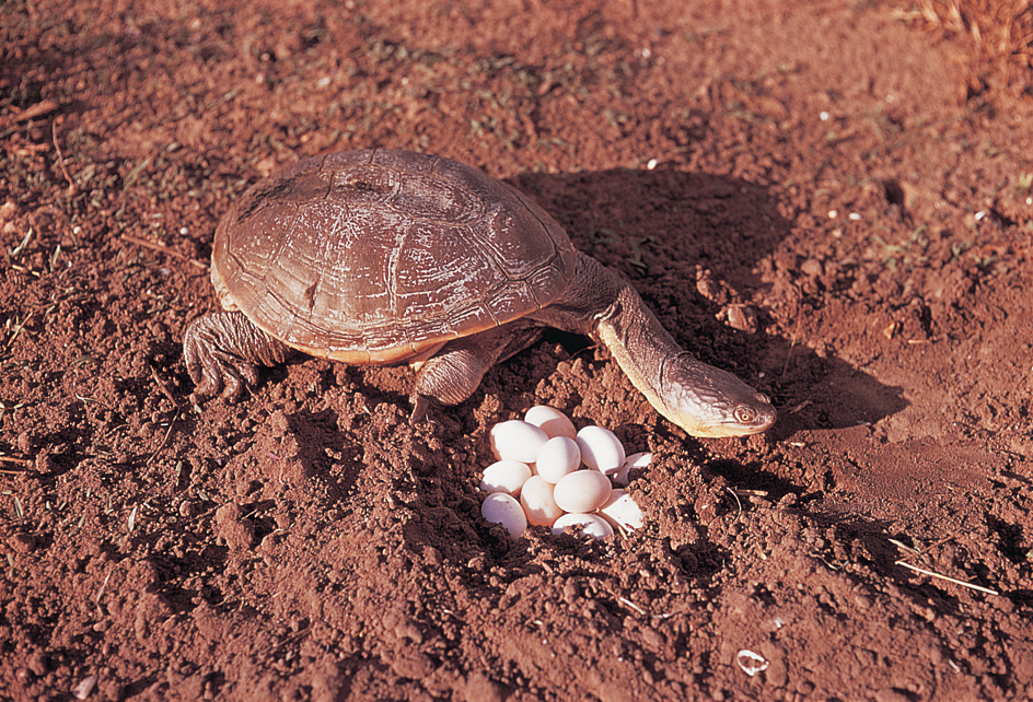 Turtle laying eggs on land