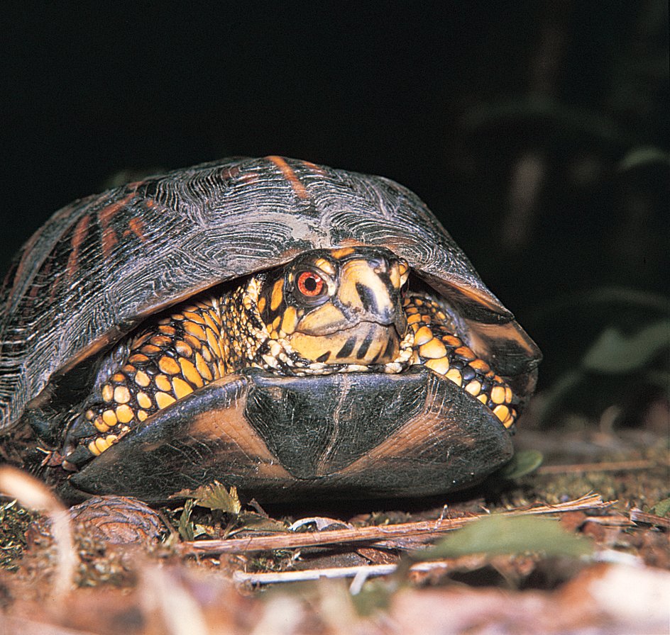 Box turtle