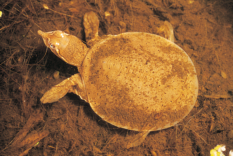 Soft-shelled turtle