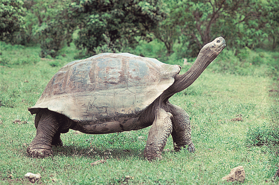 Galapagos tortoise