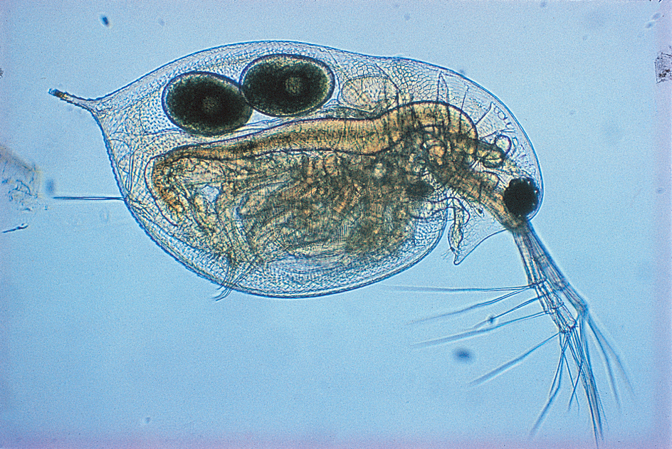 Water flea