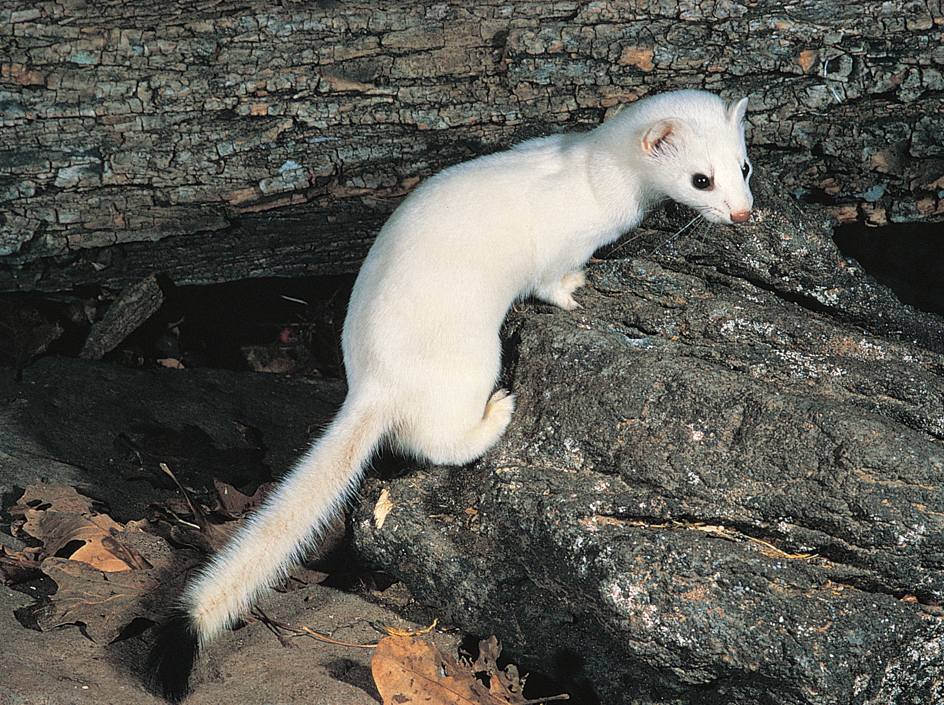 Long-tailed weasel with white coat